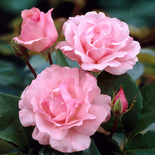 Queen Elizabeth    floribunda     120-160cm